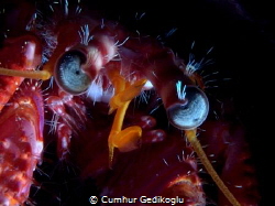 Dardanus calidus
Stunning looking by Cumhur Gedikoglu 